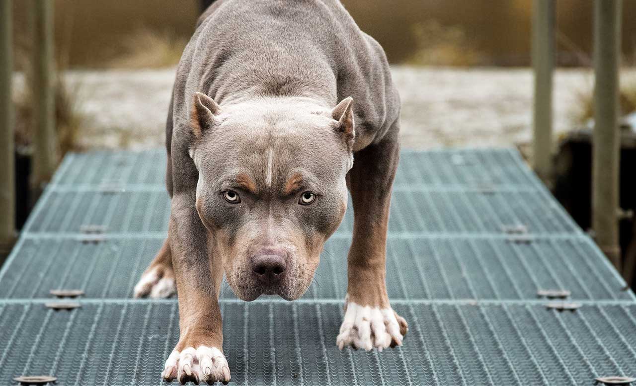 Top 20 Most Dangerous Dogs