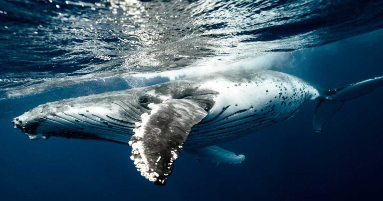What Types Of Whales Are The Largest On Earth?