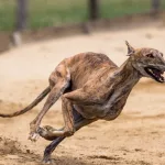 Top 10 Fastest Dogs in the World: Meet the Speediest Canine Breeds