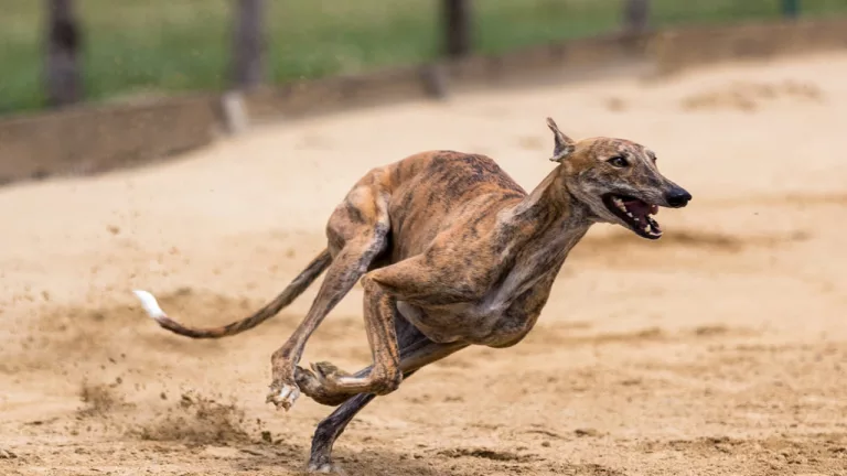 Top 10 Fastest Dogs in the World: Meet the Speediest Canine Breeds
