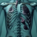 10 Reasons Why Humans Have Useless Organs and What They Mean for Evolution