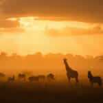 incredible animals that shock the world 2026 — Diverse wild animals gathered on the African savanna at golden hour, illustrating the incredible animals that shock the world 2026.
