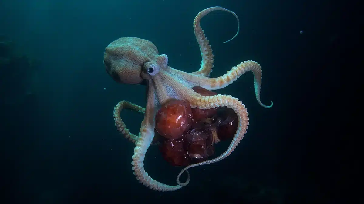Massive ancient cold-water coral reef on the Argentine continental shelf the size of Vatican City
