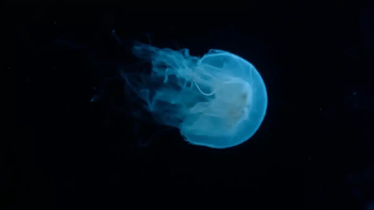 Haliphron atlanticus giant deep-sea octopus photographed in its natural midwater habitat