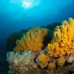 Deep Sea Creatures 2026: research submersible exploring the deep ocean midwater