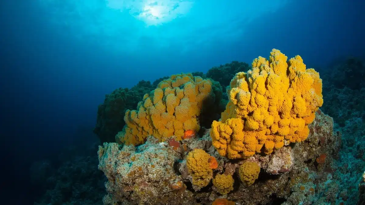 Deep Sea Creatures 2026: 7 Best Proven Discoveries Revealed