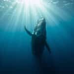 whale song discovery 2026 - humpback whale singing underwater