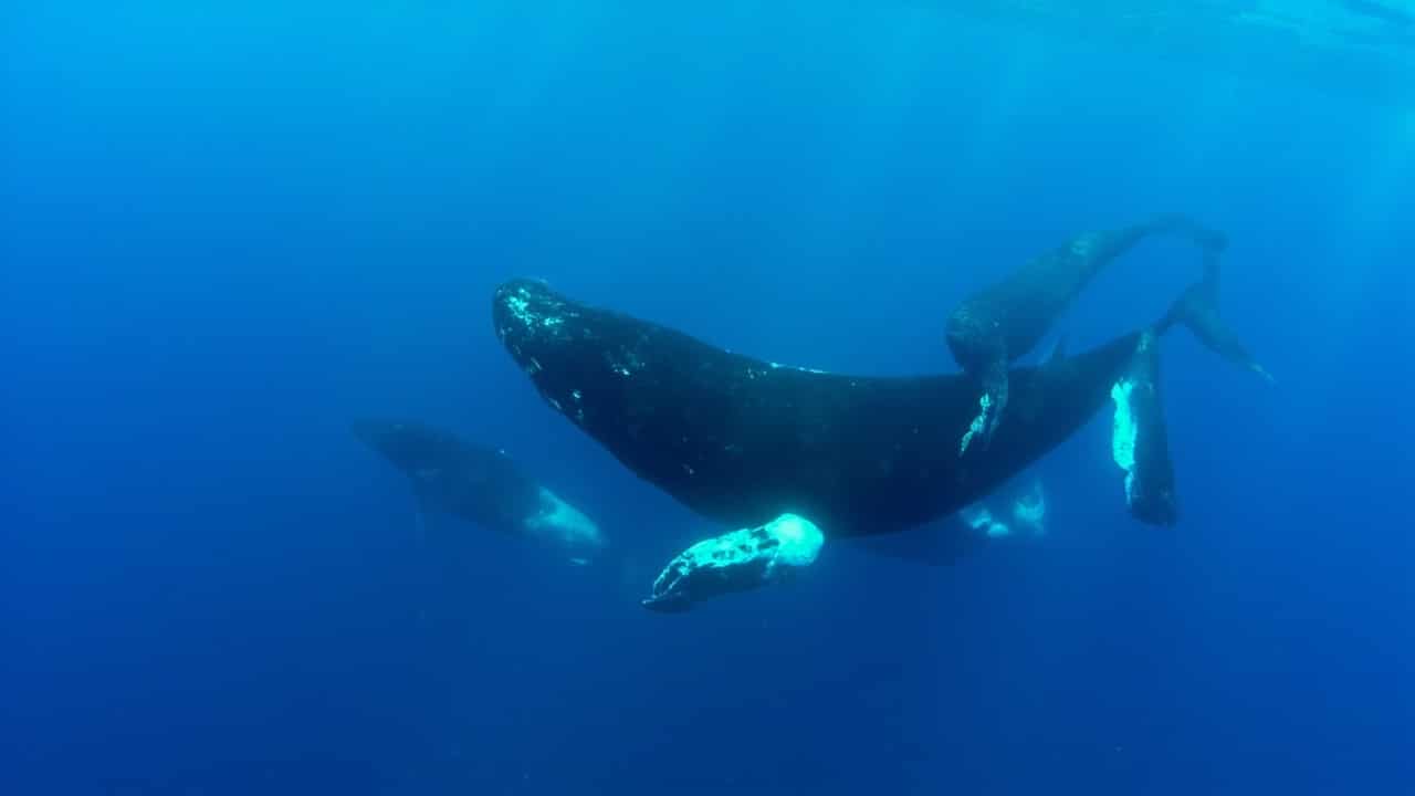 whale song discovery 2026 - humpback whale pod social learning