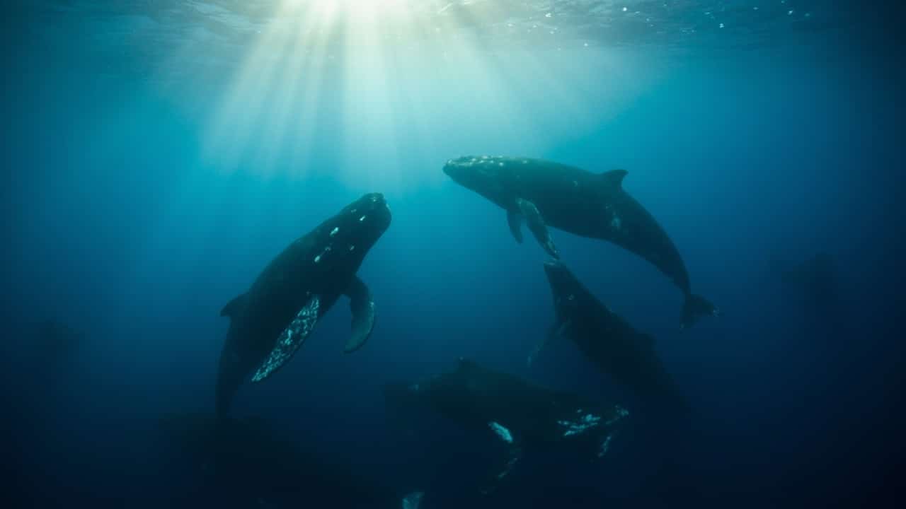 whale song discovery 2026 - sperm whale coda patterns clan identity