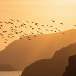 bird migration patterns 2026 - white storks in v-formation