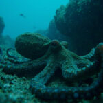octopus intelligence 2026 underwater octopus cognition