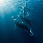 whale migration mystery 2026 - humpback whale migration across the open ocean