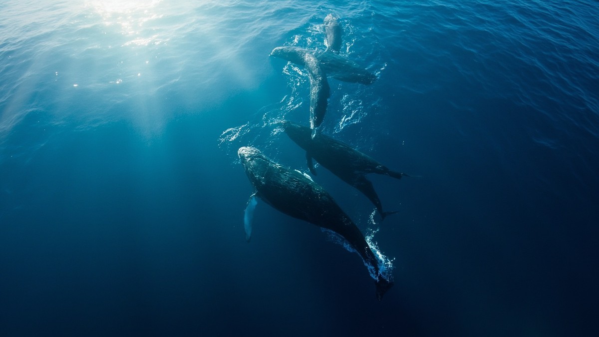 Whale Migration Mystery 2026: 7 Best Hidden Stories Revealed